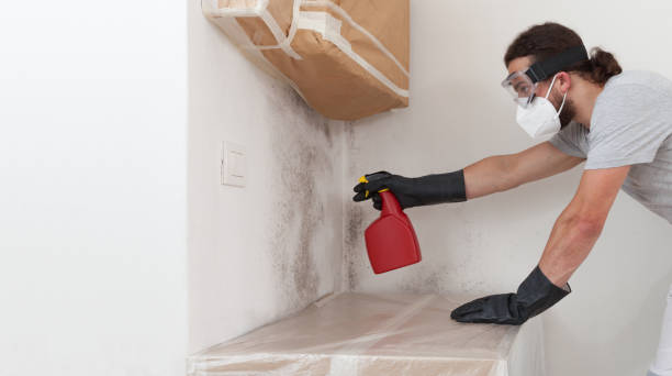 Professional Basement Mold Remediation technician working in Seaboard, NC