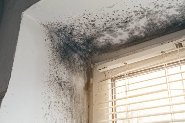 Affordable Basement Mold Remediation solutions in Seaboard, NC